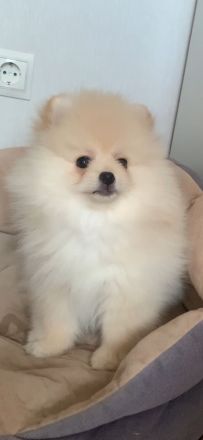 Reinrassiges Pomeranian Spitz 2 Mädchen FCI