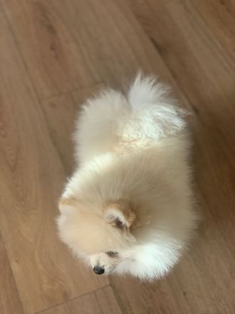 Reinrassiges Pomeranian Spitz 2 Mädchen FCI