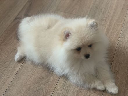 Reinrassiges Pomeranian Spitz 2 Mädchen FCI