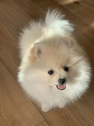 Reinrassiges Pomeranian Spitz 2 Mädchen FCI