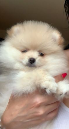Reinrassiges Pomeranian Spitz 2 Mädchen FCI