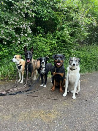 Hundeschule Kim Pawssible Hundetraining