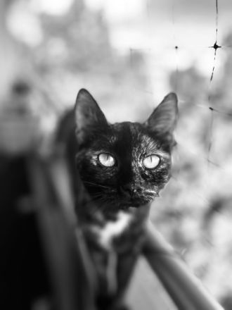 Zwei Geschwisterpaar Katzen EHK (weiblich) suchen neues liebes Zuhause 🏠