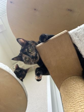 Zwei Geschwisterpaar Katzen EHK (weiblich) suchen neues liebes Zuhause 🏠