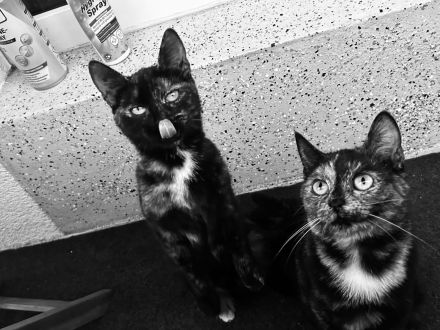 Zwei Geschwisterpaar Katzen EHK (weiblich) suchen neues liebes Zuhause 🏠