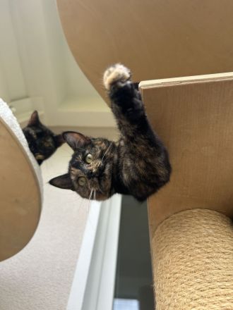 Zwei Geschwisterpaar Katzen EHK (weiblich) suchen neues liebes Zuhause 🏠