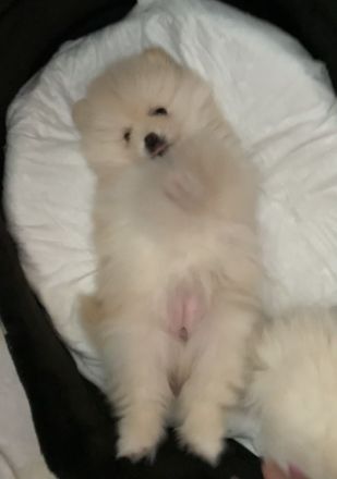Pomeranian zwergspitz 3 monate FCI