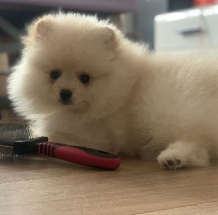 Pomeranian zwergspitz 3 monate FCI