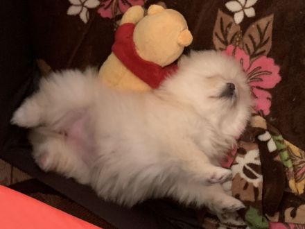 Pomeranian zwergspitz 3 monate FCI