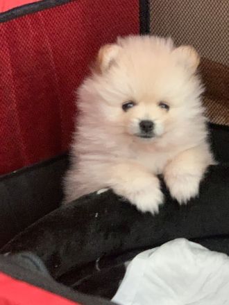 Pomeranian zwergspitz 3 monate FCI