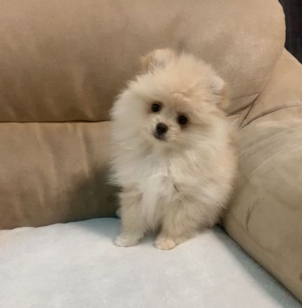Pomeranian zwergspitz 3 monate FCI