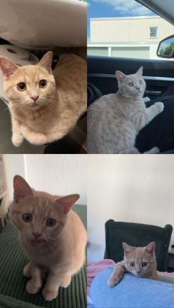 Reinrassiger BKH Kater, 5 Monate Alt