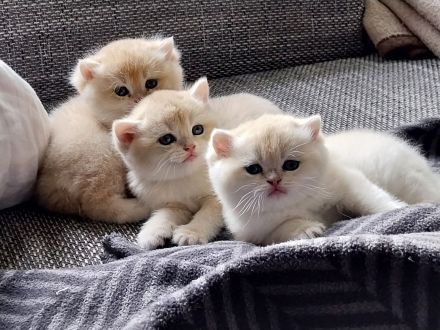 BKH Kitten Reinrassig