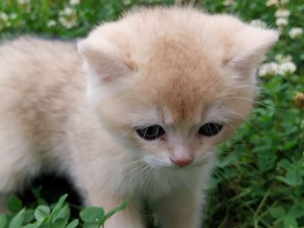 BKH Kitten Reinrassig