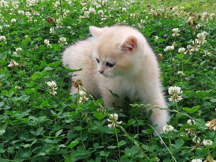 BKH Kitten Reinrassig