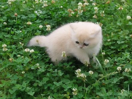 BKH Kitten Reinrassig