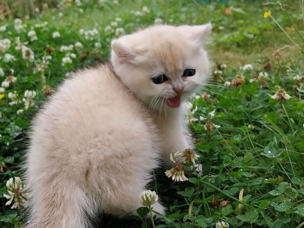 BKH Kitten Reinrassig