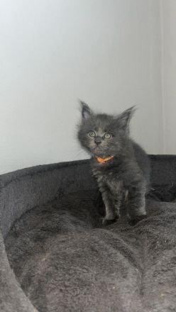 Maine Coon Kitten