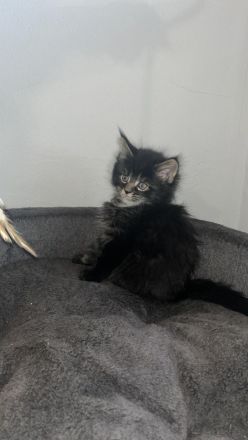 Maine Coon Kitten