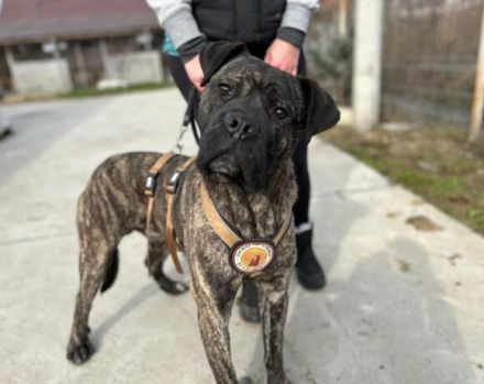 Befreist du ABU aus der Hundehölle?