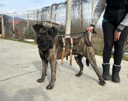 Befreist du ABU aus der Hundehölle?