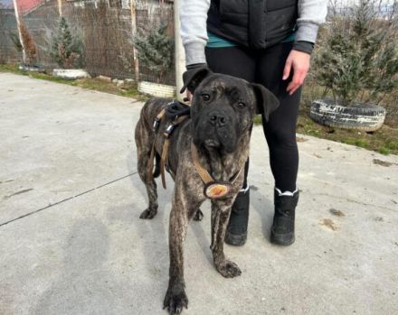 Befreist du ABU aus der Hundehölle?