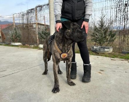 Befreist du ABU aus der Hundehölle?