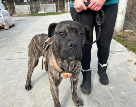 Befreist du ABU aus der Hundehölle?