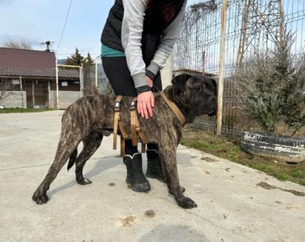 Befreist du ABU aus der Hundehölle?