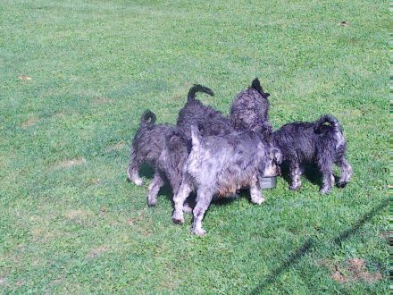 Zwergschnauzer pfeffer-salz wunderschön direkt vom Züchter