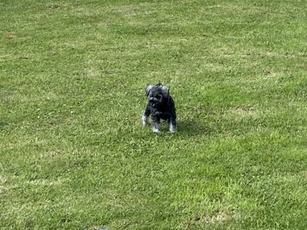 Zwergschnauzer pfeffer-salz wunderschön direkt vom Züchter