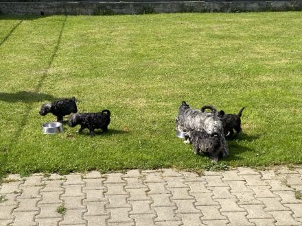 Zwergschnauzer pfeffer-salz wunderschön direkt vom Züchter