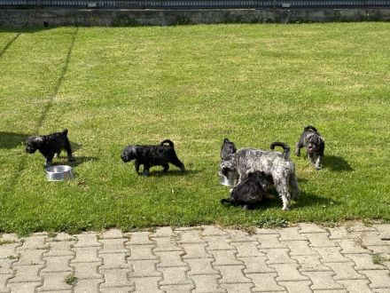 Zwergschnauzer pfeffer-salz wunderschön direkt vom Züchter
