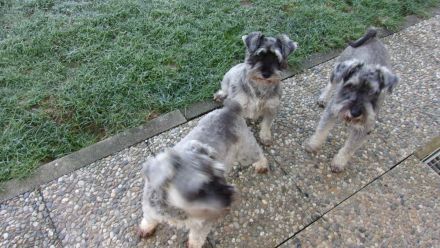 Zwergschnauzer pfeffer-salz wunderschön direkt vom Züchter