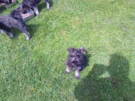 Zwergschnauzer pfeffer-salz wunderschön direkt vom Züchter