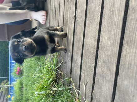 Labrador Dackel / Border Collie mix
