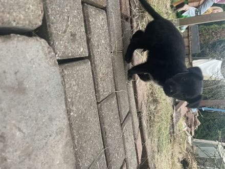 Labrador Dackel / Border Collie mix
