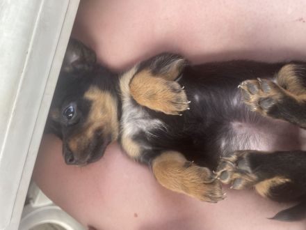 Labrador Dackel / Border Collie mix