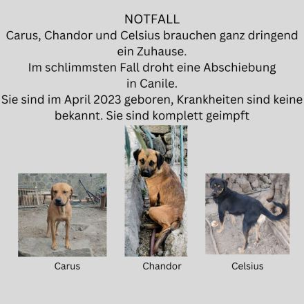 3 Brüder suchen ein Zuhause