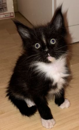 Maine Coon Kitten
