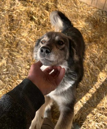 Freundliche Hündin sucht nach ihren Herzensmenschen