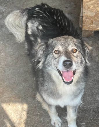 Freundliche Hündin sucht nach ihren Herzensmenschen