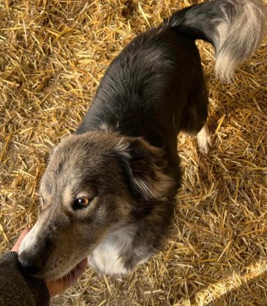 Freundliche Hündin sucht nach ihren Herzensmenschen