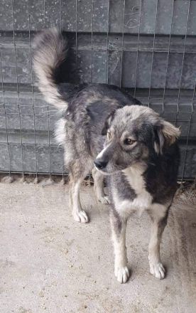 Freundliche Hündin sucht nach ihren Herzensmenschen