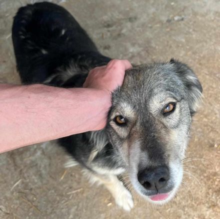 Freundliche Hündin sucht nach ihren Herzensmenschen