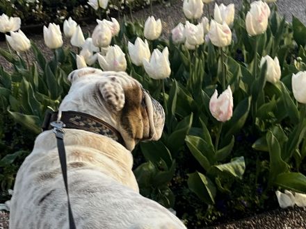 Englisch Bulldog Rüde