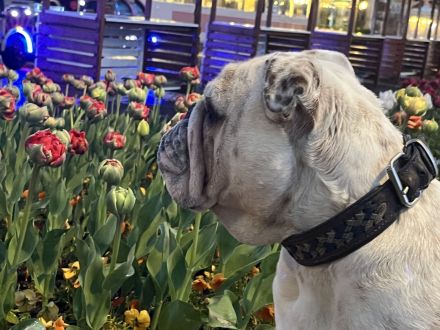 Englisch Bulldog Rüde