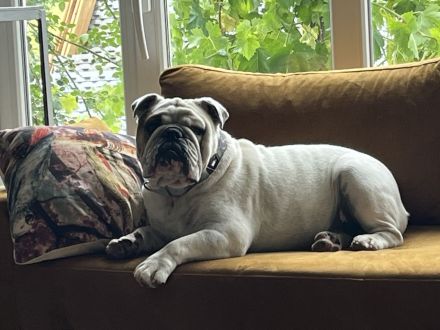 Englisch Bulldog Rüde