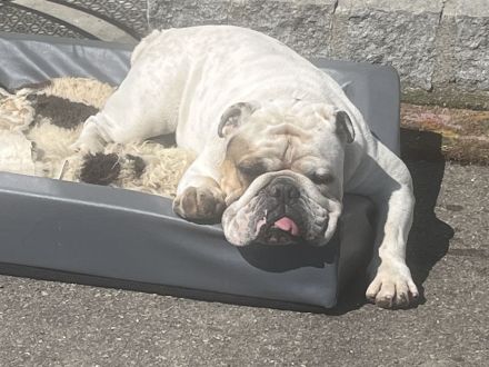 Englisch Bulldog Rüde
