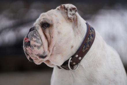 Englisch Bulldog Rüde
